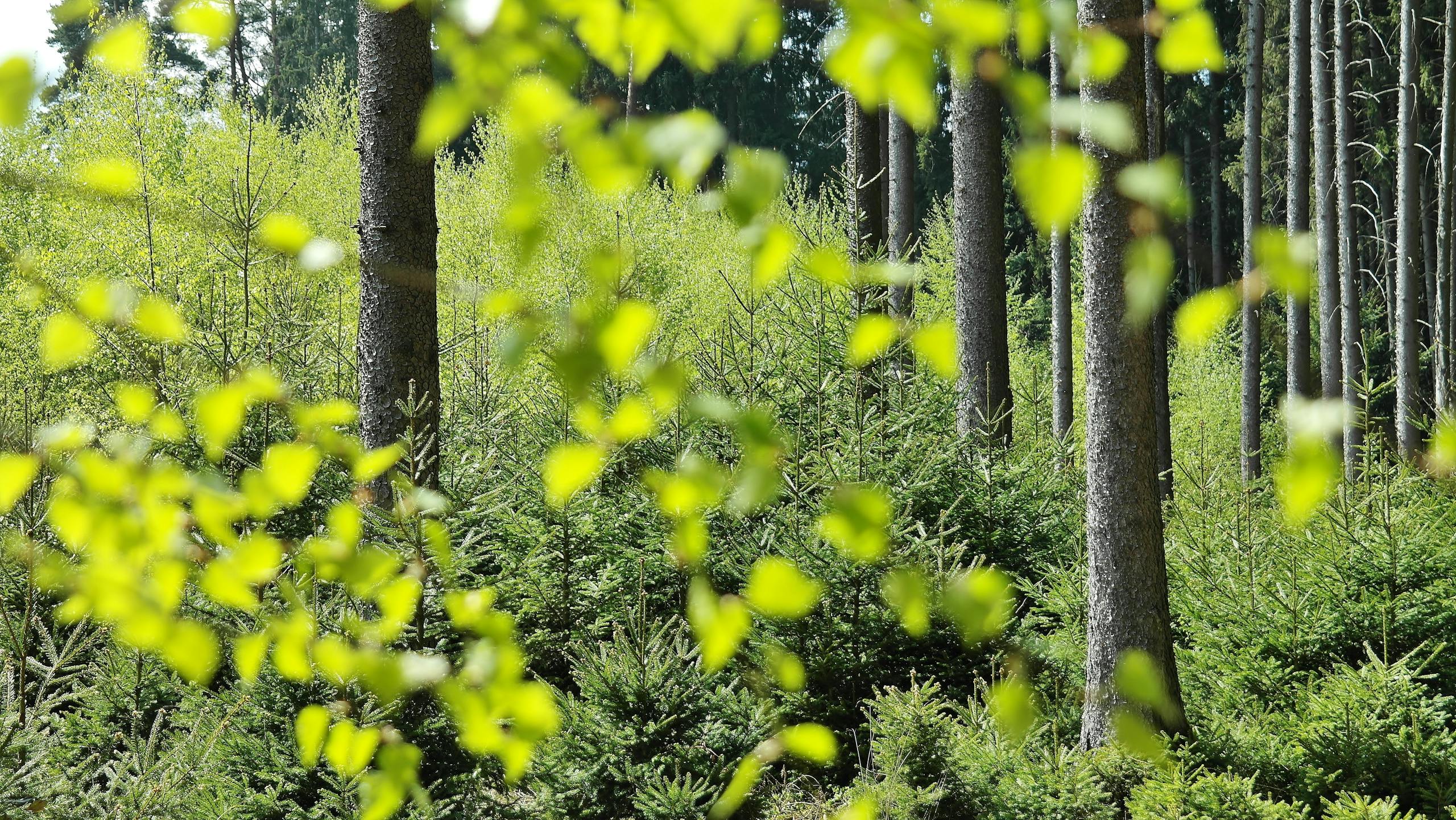 A tranquil view of a vibrant green forest during spring, with fresh leaves and tall trees.