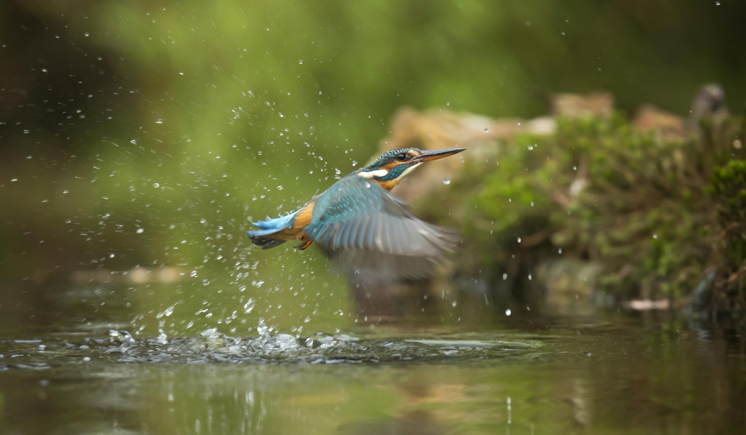 A vibrant kingfisher captured mid-flight creating splashes over clear water.