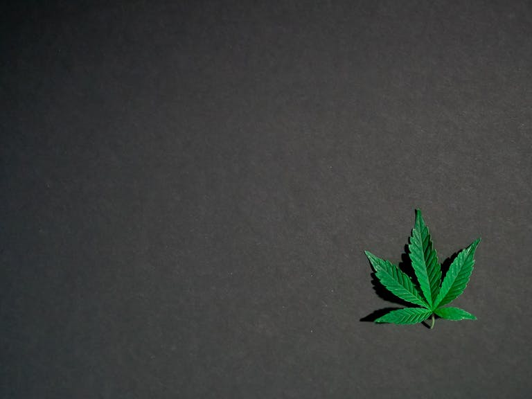 A vivid cannabis leaf isolated on a dark background, symbolizing marijuana culture.