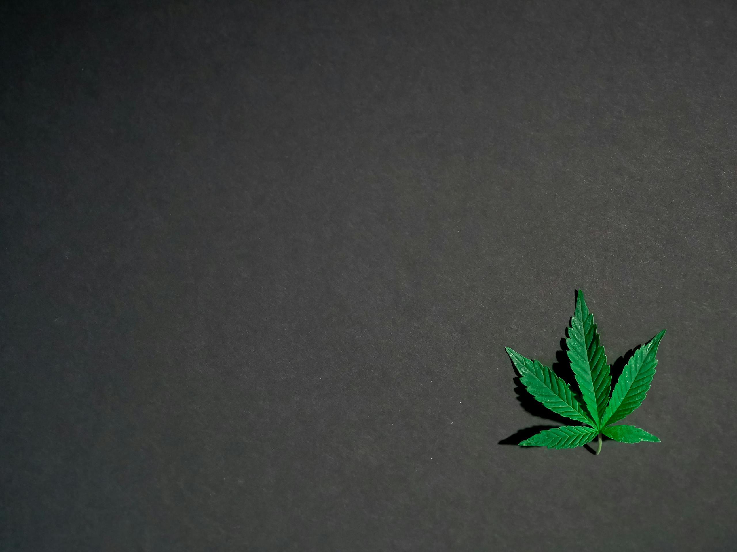 A vivid cannabis leaf isolated on a dark background, symbolizing marijuana culture.