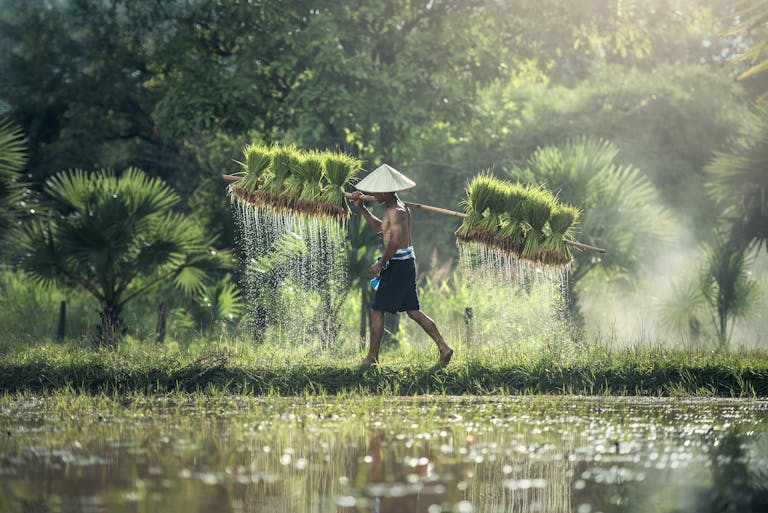Asian farmer in traditional hat carrying harvested rice bundles in lush countryside. Summer scene.