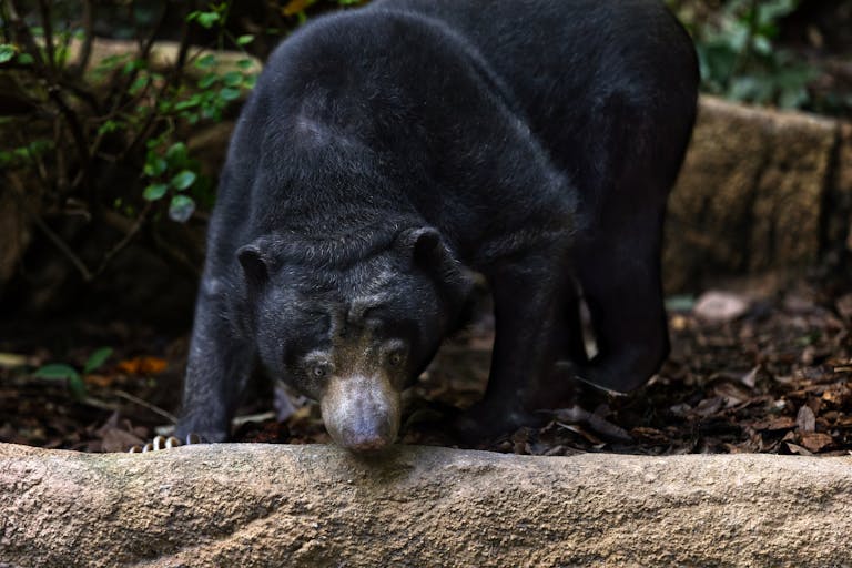 Captivating image of a sun bear exploring the lush rainforest floor, embodying wildlife beauty.