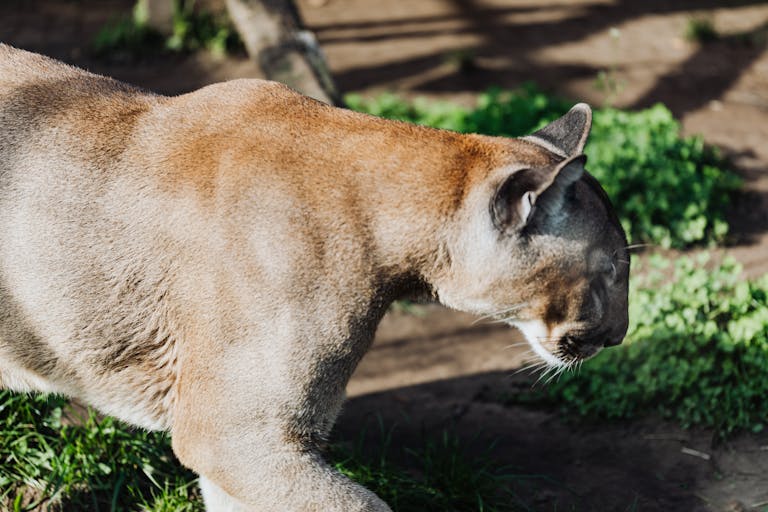 Close-up of a majestic puma walking in its natural habitat, showcasing its powerful build.