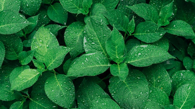 Close-up of vibrant green leaves with raindrops, captured outdoors.