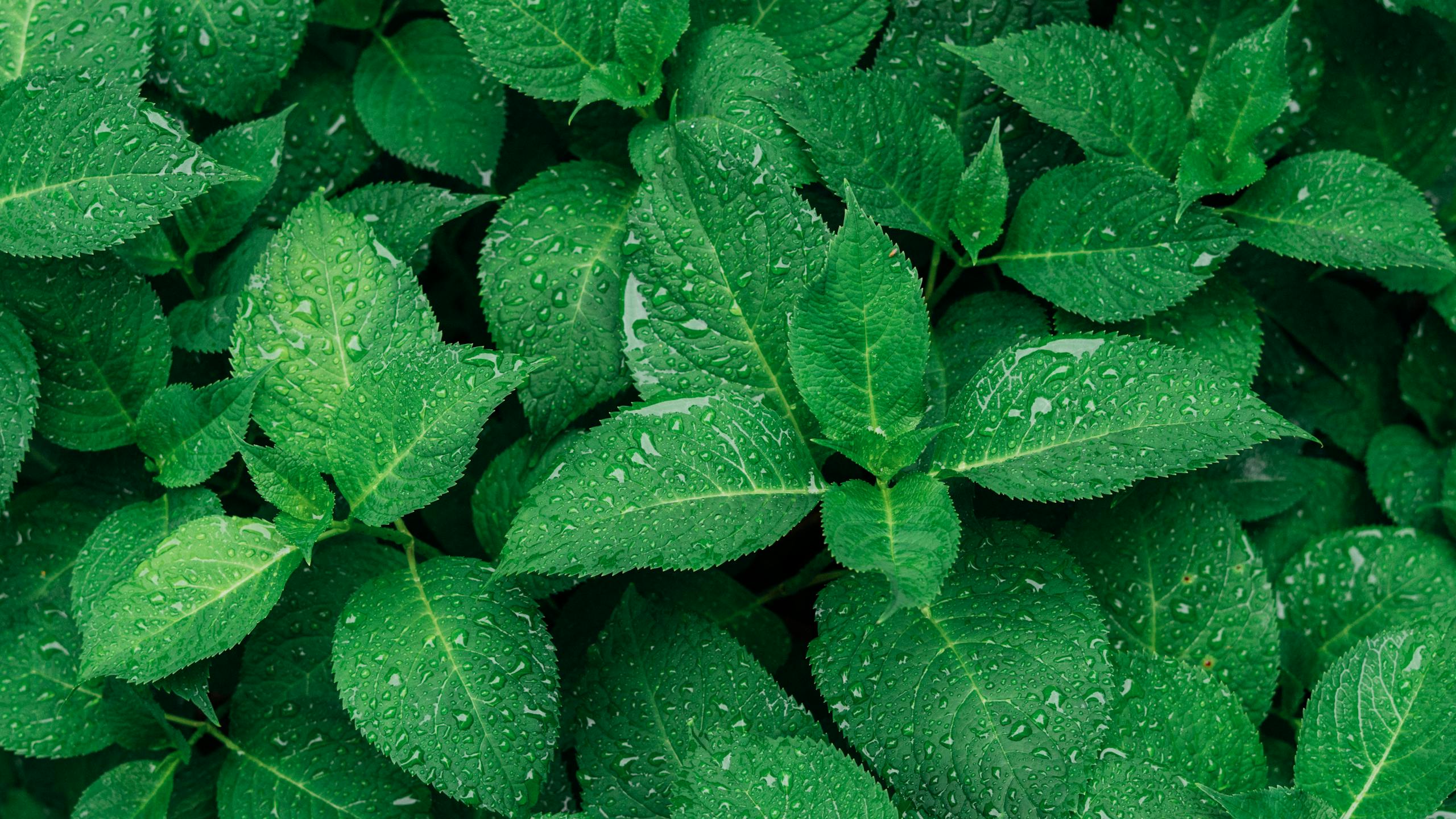 Close-up of vibrant green leaves with raindrops, captured outdoors.
