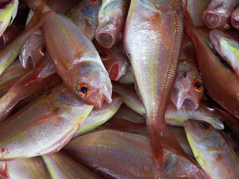 Close-up view of fresh red snapper fish on display at a market, highlighting their vibrant colors.