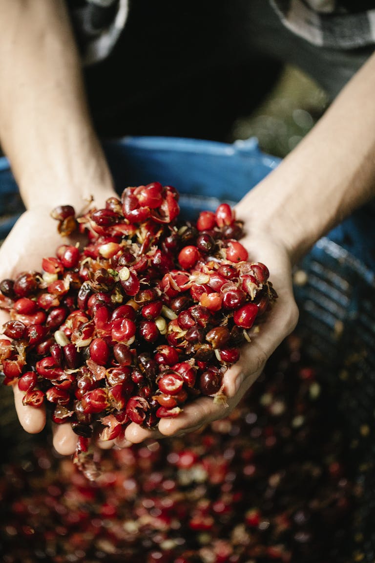 Crop unrecognizable harvester with pile of ripe coffee cherries and peel in hands in daytime