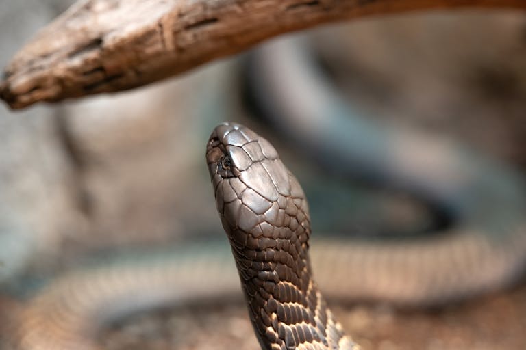 Detailed close-up of a cobra snake showcasing its scales and alert posture in a natural setting.