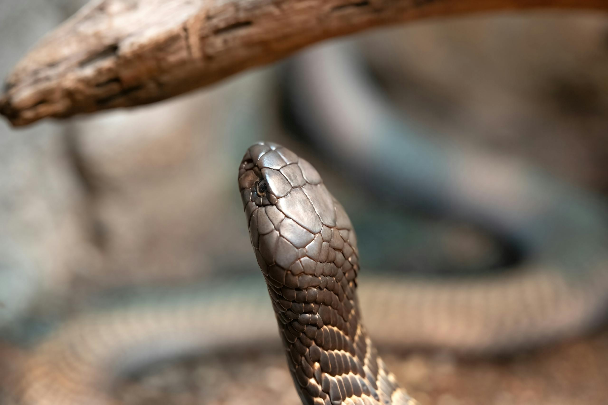 Detailed close-up of a cobra snake showcasing its scales and alert posture in a natural setting.