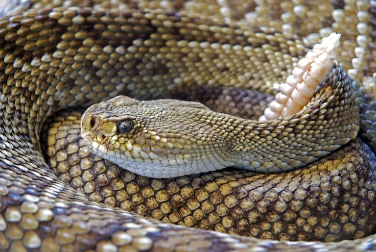 Detailed close-up of a venomous rattlesnake showing its intricate scale patterns and rattle.