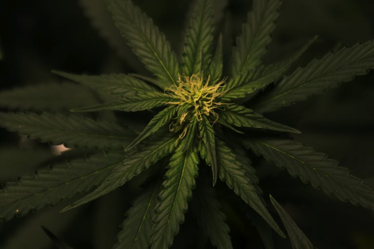 Detailed view of a cannabis plant with vibrant green foliage and intricate leaf patterns.