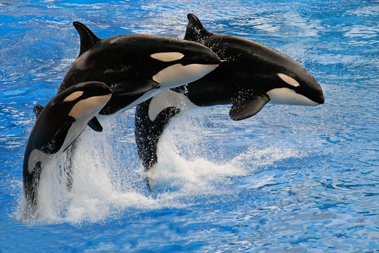 Dramatic capture of three orcas jumping in synchronized motion over blue water.