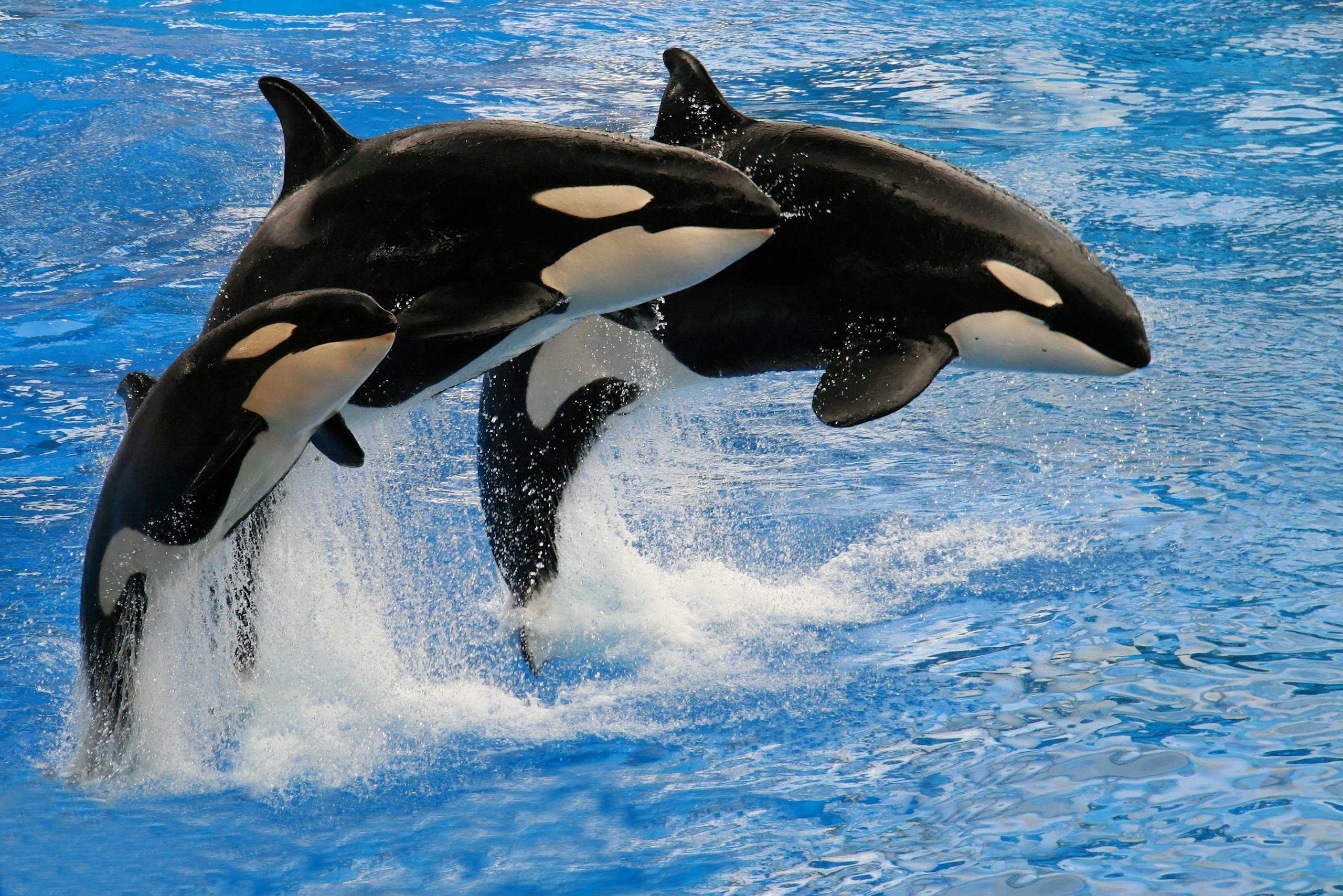 Dramatic capture of three orcas jumping in synchronized motion over blue water.