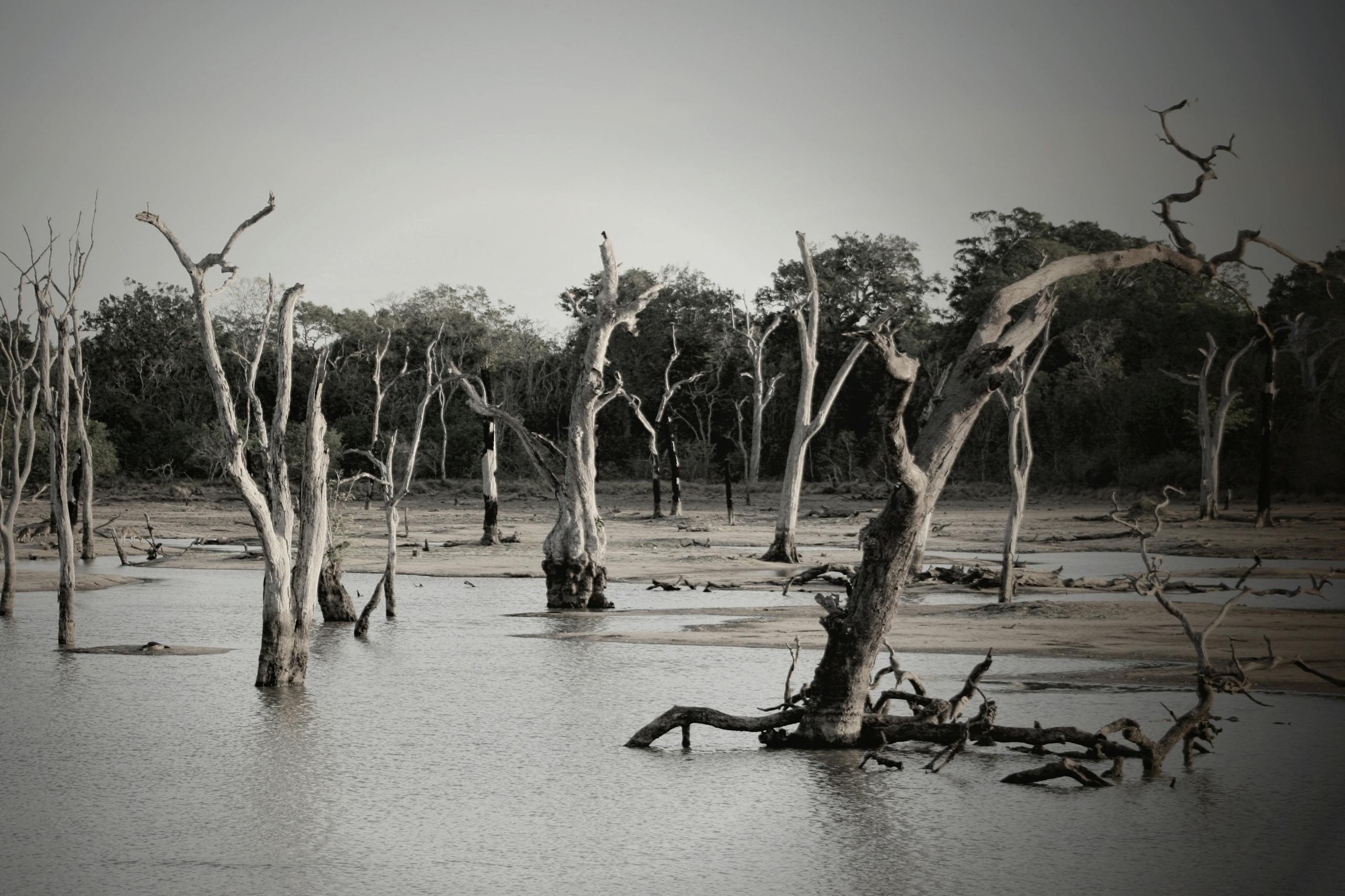 Eerie bare trees in a serene flooded forest, creating a mysterious landscape.