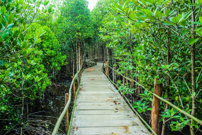 Explore a tranquil boardwalk winding through a vibrant mangrove forest on a sunny day.