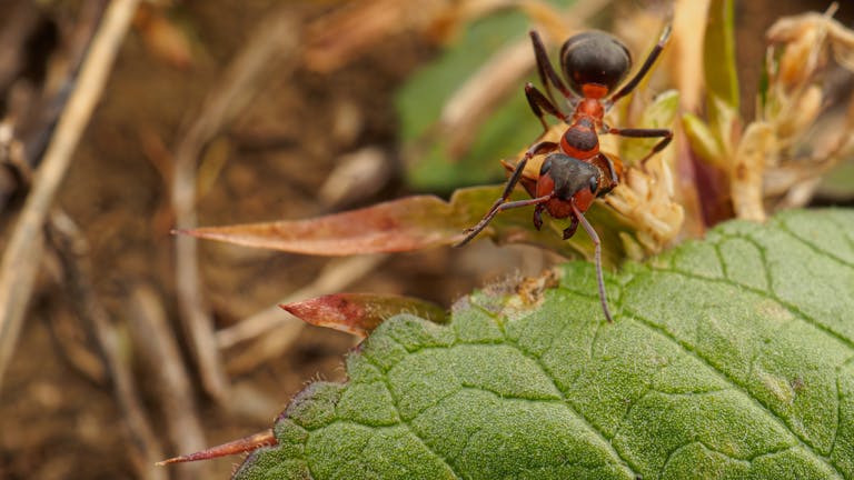 Free stock photo of ant, macrophotography