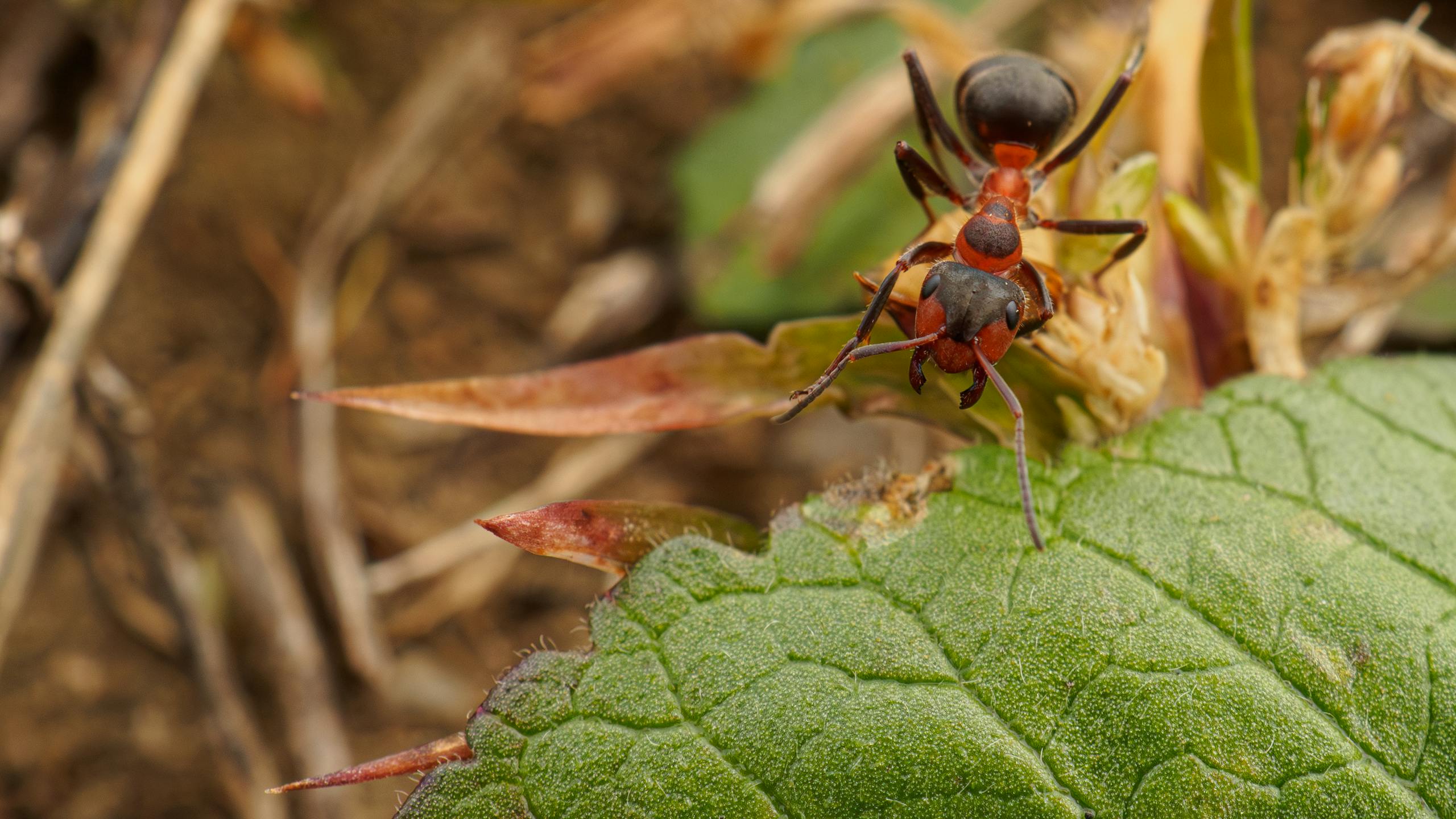 Free stock photo of ant, macrophotography