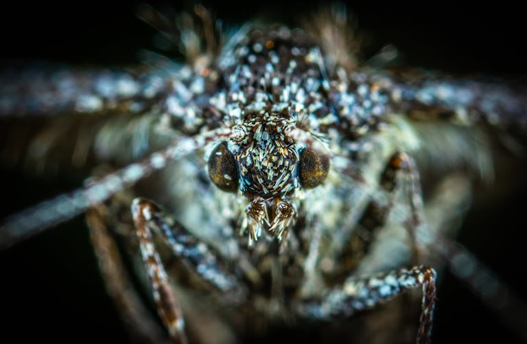 High-resolution macro photograph capturing intricate details of a mosquito's features.
