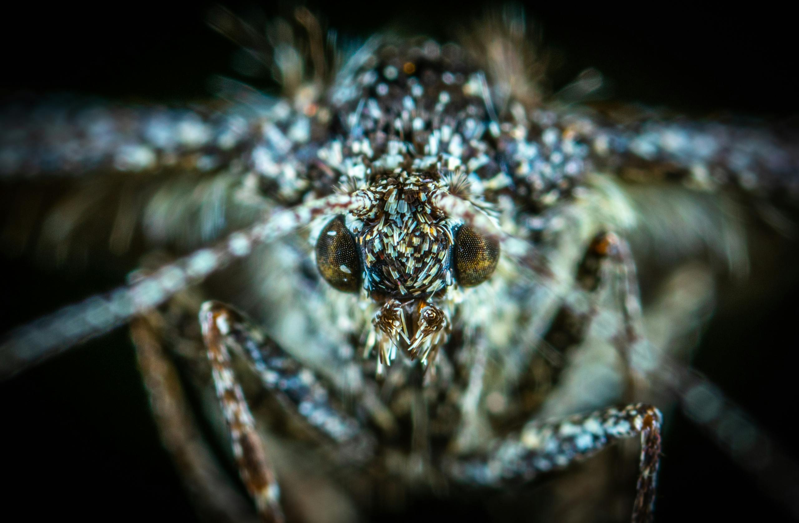 High-resolution macro photograph capturing intricate details of a mosquito's features.