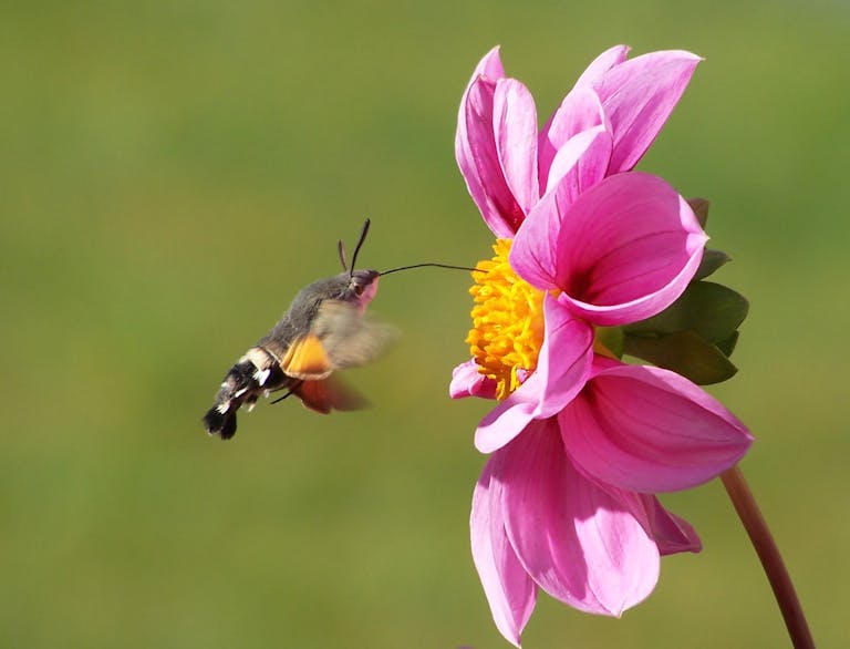 Hummingbird hawk moth hovering near a vibrant pink flower, capturing pollination process.