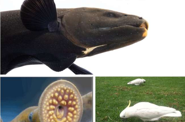 Scientists Call for a Bigger Research Toolbox as Genetic Advances Unlock Earth’s Biodiversity