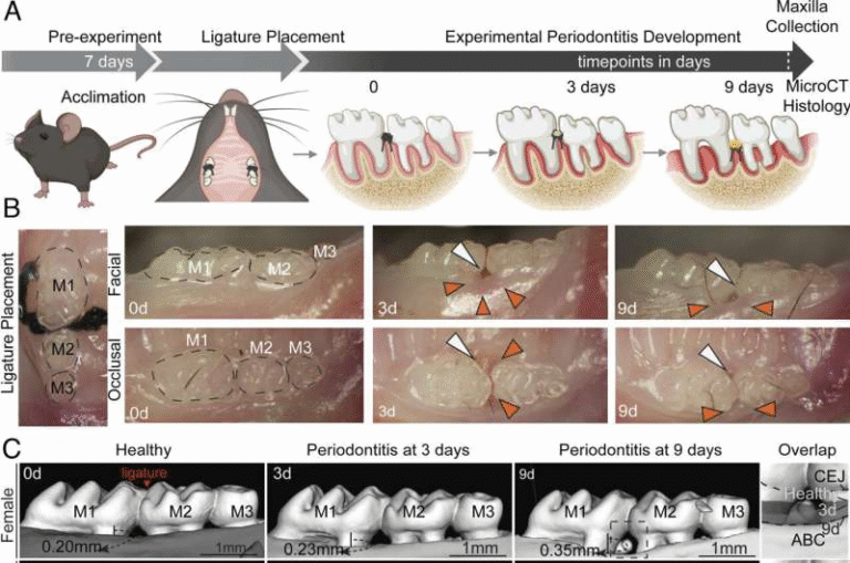 New Research Shows the Inflammasome Drives Male-Specific Bone Loss in Gum Disease