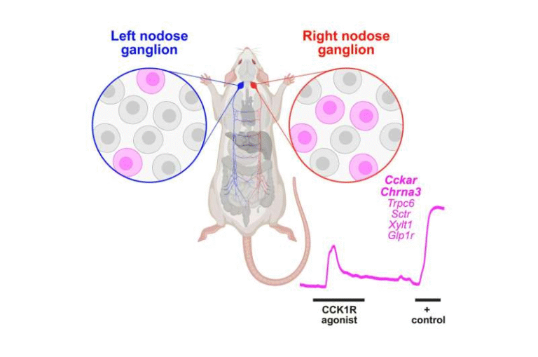 Right-Side Vagus Nerve Pathway Reveals a Strong Link Between Digestion and Brain Reward Signals