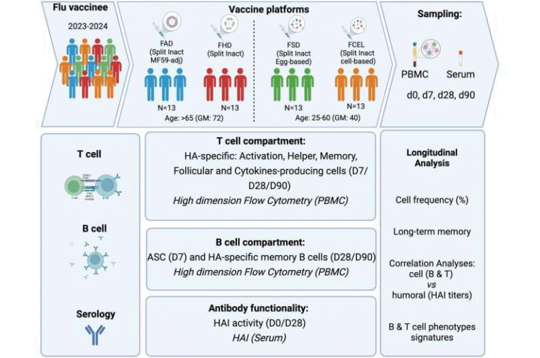 Flu Vaccine Effectiveness Differs by Age and Vaccine Type According to New Immune-Response Study