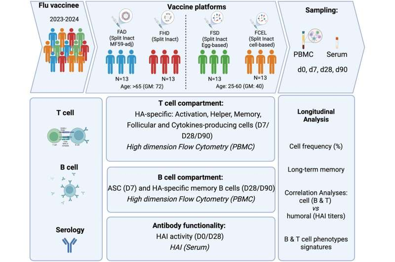 Flu Vaccine Effectiveness Differs by Age and Vaccine Type According to New Immune-Response Study