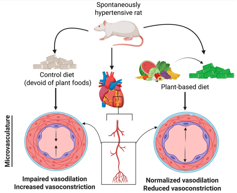 Plant-Based Diet Shows Strong Potential to Prevent and Reverse a Form of Heart Disease Linked to Hypertension