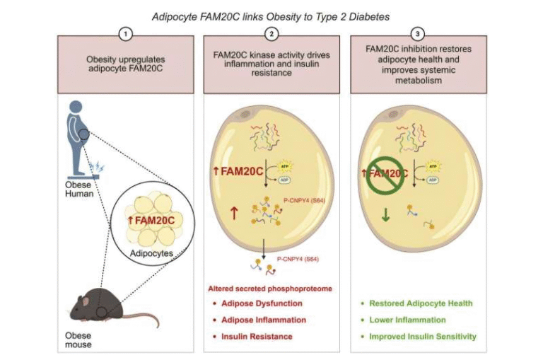 Blocking the FAM20C Gene Shows Big Metabolic Benefits in Obese Mice Without Any Weight Loss