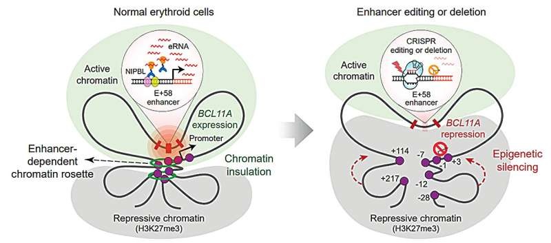 New Research Shows How Gene Therapy for Sickle Cell Disease and β-Thalassemia Works by Breaking a Three-Dimensional Genome Structure New Research Shows How Gene Therapy for Sickle Cell Disease and β-Thalassemia Works by Breaking a Three-Dimensional Genome Structure