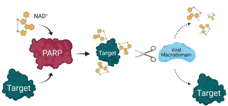 Human Gene PARP14 Emerges as a Promising Target for Viral Diseases and Immune-Related Disorders