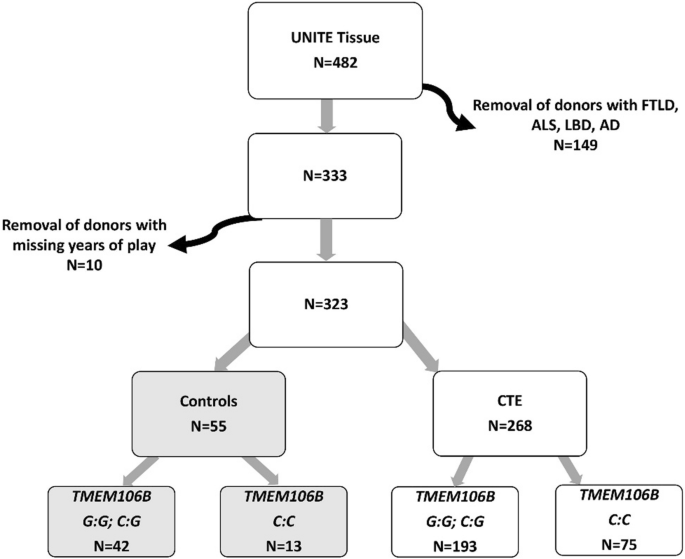 Gene Variant Linked to Increased Brain Inflammation and Higher CTE Risk in People With Repetitive Head Impacts