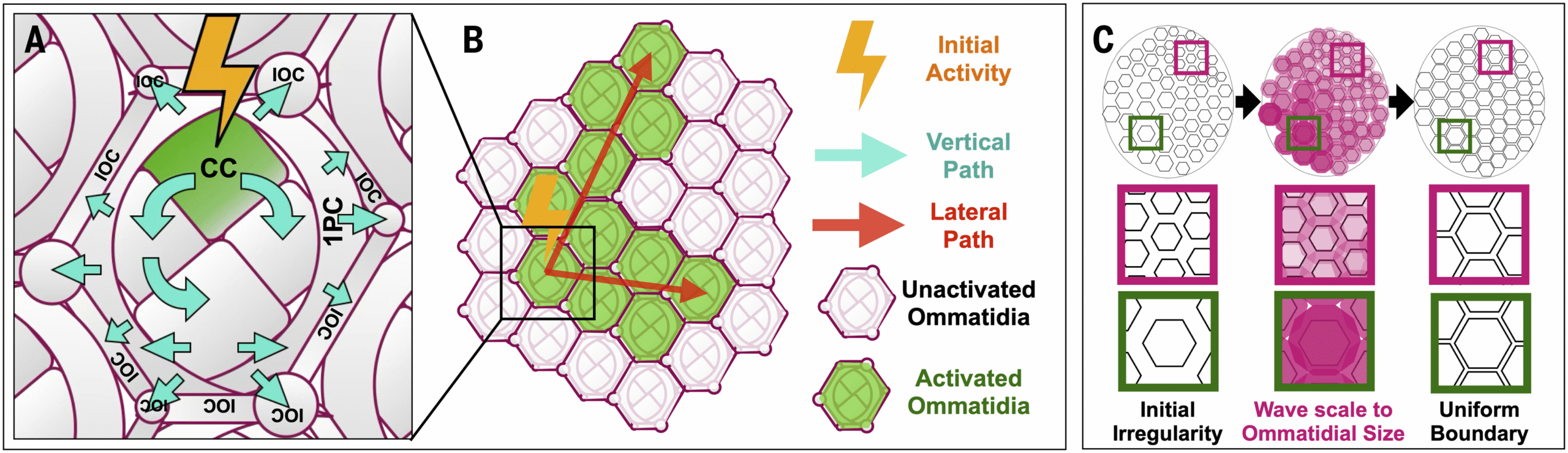 Calcium Waves in Developing Fruit Fly Eyes Reveal a Universal Blueprint for Building Visual Systems
