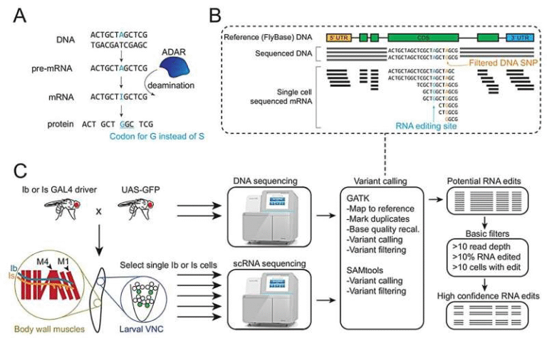RNA Editing Study Reveals How Individual Neurons Gain Unique Identities