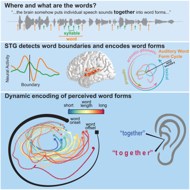 How the Brain Turns a Stream of Sounds Into Words and Why Foreign Languages Often Feel Like a Blur