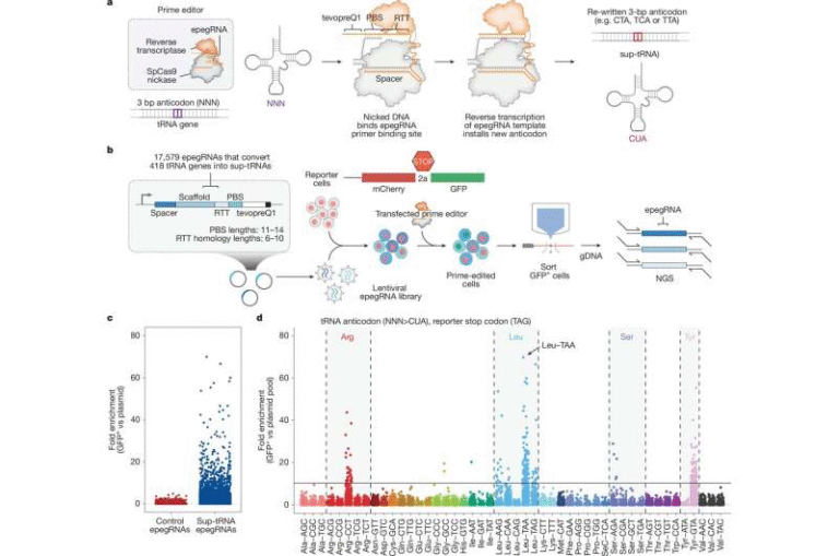 A Single Prime Editing System Shows Promise for Treating Many Different Genetic Diseases