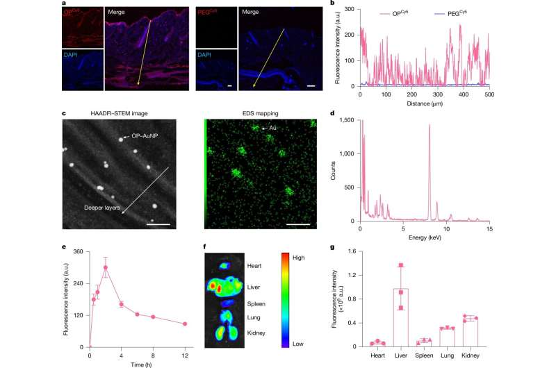 A New Skin-Permeable Polymer Brings Us Closer to Needle-Free Insulin Delivery