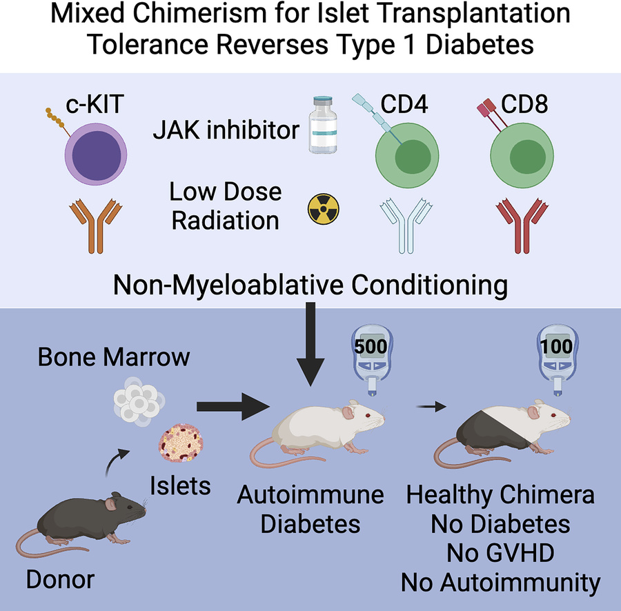 Gentle Stem-Cell and Islet Transplant Cures Type 1 Diabetes in Mice and Resets the Immune System Gentle Stem-Cell and Islet Transplant Cures Type 1 Diabetes in Mice and Resets the Immune System
