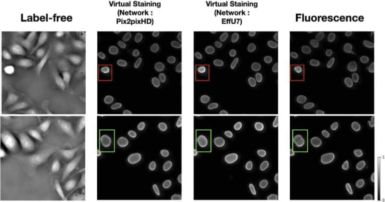 Researchers Warn That AI Virtual Staining Can Sometimes Reduce Accuracy in Medical Image Analysis