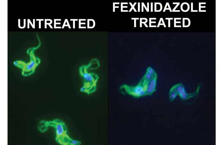New Research Shows How the Drug Fexinidazole Kills Sleeping Sickness Parasites by Damaging Their DNA