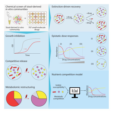 Medications Reshape the Gut Microbiome in Predictable and Long-Lasting Ways