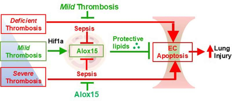 New Gene-Focused Approach Shows Promise for Treating Sepsis-Related Lung Injury