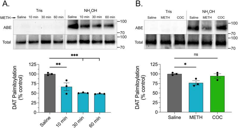 Methamphetamine Disrupts Dopamine Balance by Reducing a Key Protein Modification