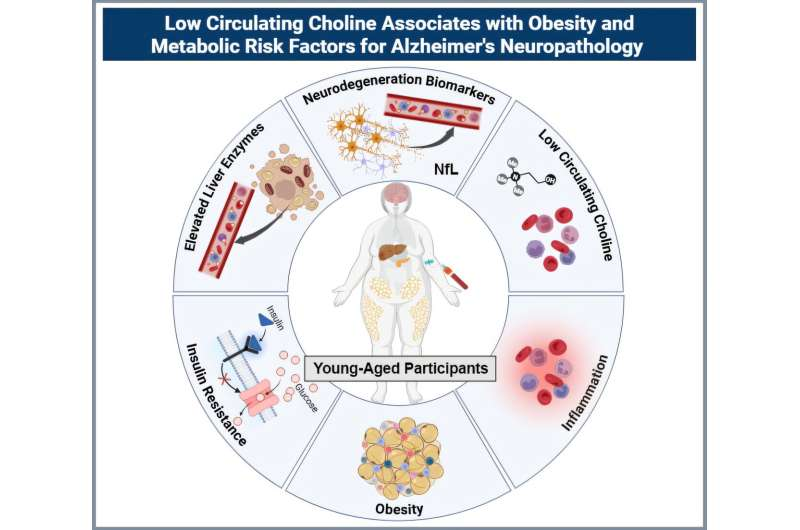 Early Obesity and Low Choline Levels May Set the Stage for Brain Inflammation and Memory Problems Later in Life