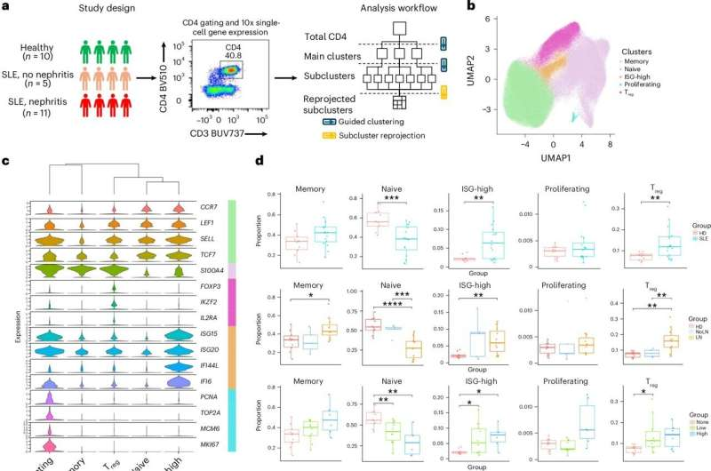 New Immune Cell Mapping Shows How Specific CD4+ T-Cell Subtypes May Drive Lupus in Children