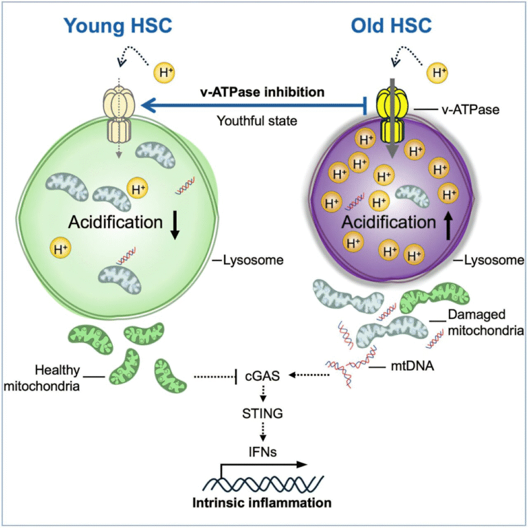 Scientists Reverse Aging in Blood Stem Cells by Correcting Lysosomal Dysfunction