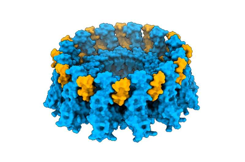 Microprotein Adipogenin Emerges as a Key Regulator of How Fat Cells Store Lipids