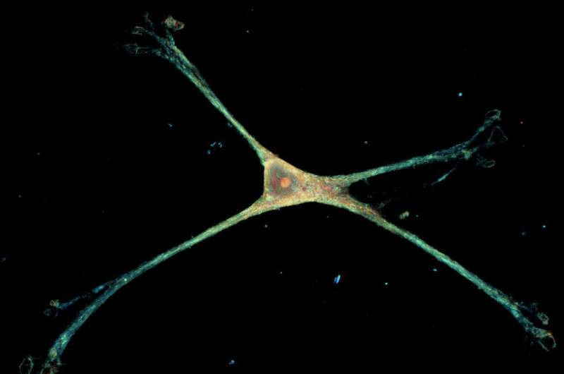 Nanowire Technology Reveals How Astrocytes Really Behave in Their Natural State